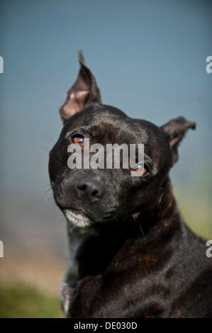 Ritratto di un cane, Old English Staffordshire Bull Terrier Foto Stock