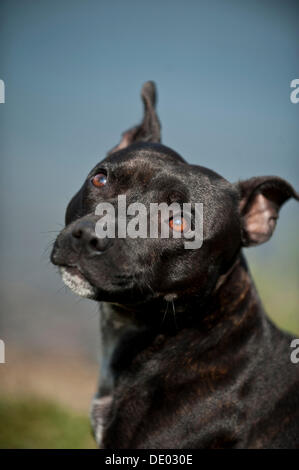 Ritratto di un cane, Old English Staffordshire Bull Terrier Foto Stock