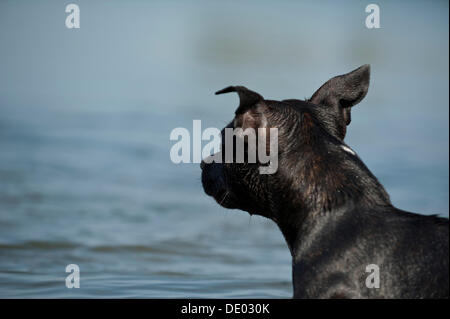 Old English Staffordshire Bull Terrier, cane in un lago Foto Stock