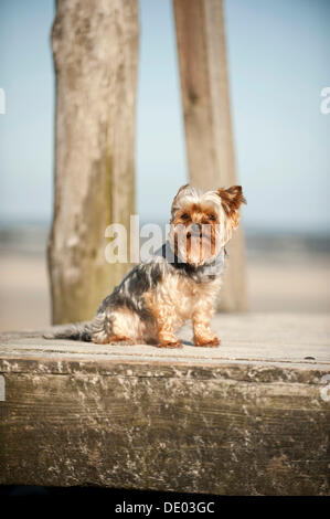 Yorkshire Terrier seduto su una dock Foto Stock