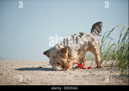 Yorkshire Terrier cane il recupero di un sacco di alimentazione Foto Stock