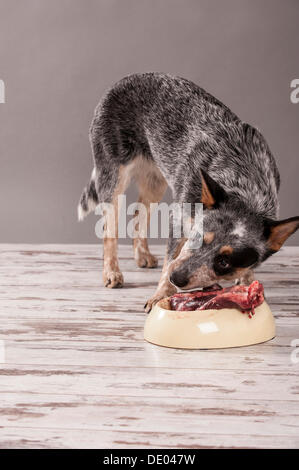 Miniature pinscher, giovane cane raw di mangiare carne di cervo, barf dieta Foto Stock