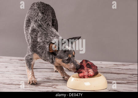 Miniature pinscher, giovane cane raw di mangiare carne di cervo, barf dieta Foto Stock