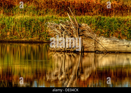 Paesaggio della vecchia, fino radicata tree recante lungo il litorale, riflesso nel fiume Bow con autunno bella colori. Paesaggio calmo foto Foto Stock