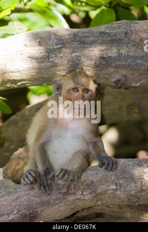 Macaco Rhesus o scimmia (macaca mulatta) Foto Stock