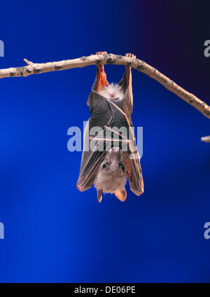 Frutto Bat o Flying Fox (Pteropus medius) appoggiata da appeso a testa in giù su un ramo Foto Stock