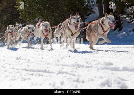 Cani da slitta o slitta trainata da cani, cani da slitta in esecuzione attraverso una foresta, in inverno Foto Stock