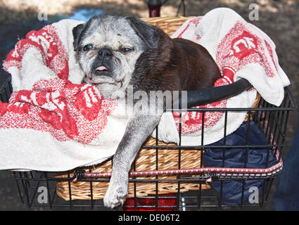 Vecchia tenda pug giacente in un cestino bici, coperta, International Pug incontro, 14/07/2012, Berlino Foto Stock