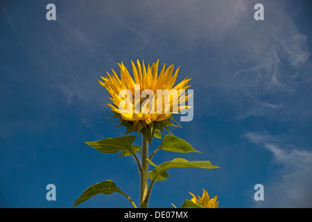 Girasole (Helianthus annuus) contro un cielo blu, Giura Svevo, Baden-Wuerttemberg, PublicGround Foto Stock