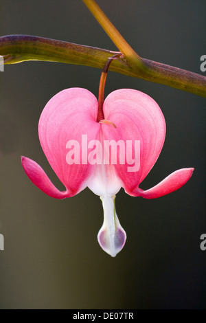 Cuore di sanguinamento (Lamprocapnos spectabilis), Blossom Foto Stock