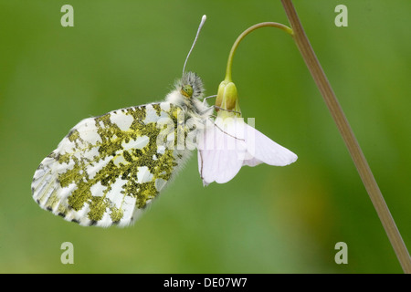 Punta arancione (Anthocharis cardamines), femmina, il cuculo fiore o Lady's Smock (cardamine pratensis) Foto Stock