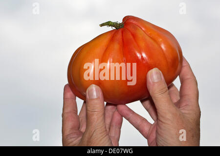 Mani tenendo un cuore di bue pomodoro Foto Stock