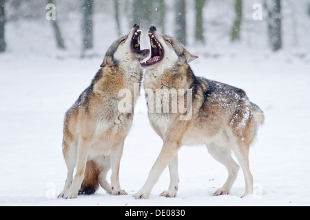 Due ululati lupo (Canis lupus) nella neve Foto Stock