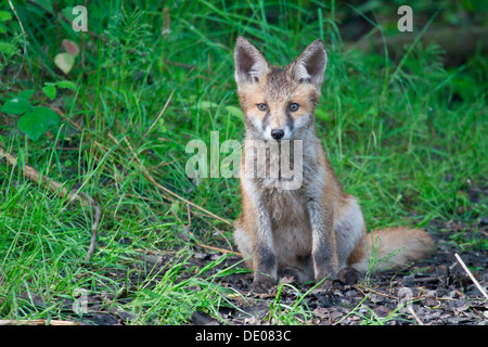 Red Fox (Vulpes vulpes vulpes), cucciolo Foto Stock