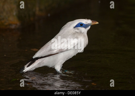 Bali Starling (leucopsar rothschildi) Foto Stock