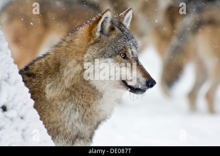 Lupo (Canis lupus), ritratto Foto Stock