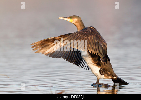 Grande cormorano o nero grande cormorano (Phalacrocorax carbo) con ali teso Foto Stock