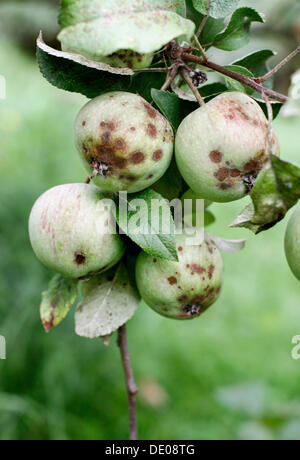 Mele infettati con apple scab malattia (Venturia inaequalis) Foto Stock