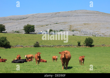 Il pascolo di bestiame a Burren nella contea di Clare, Irlanda Foto Stock