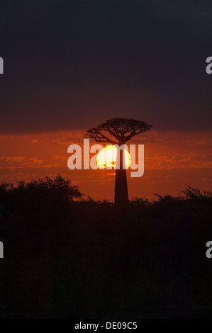 Impostazione sun scontornamento un solitario Grandidier il baobab (Adansonia grandidieri), presso la Avenue des baobab (Avenue di baobab), nei pressi di Morondava, Madagascar Foto Stock