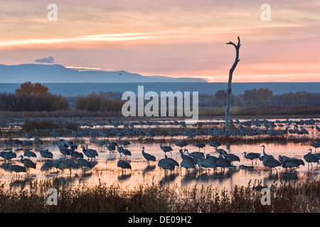 Sandhill gru (Grus canadensis) all'alba, dawn, Bosque del Apache Wildlife Refuge, nuovo Messico, America del Nord, STATI UNITI D'AMERICA Foto Stock