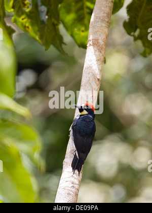 Acorn Woodpecker (Melanerpes formicivorus striatipectus), Costa Rica, America Centrale Foto Stock