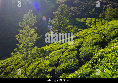 Una valle in Munnar piantagioni di tè, Kerela, India del Sud, nella luce del mattino con svasatura della fotocamera. Foto Stock