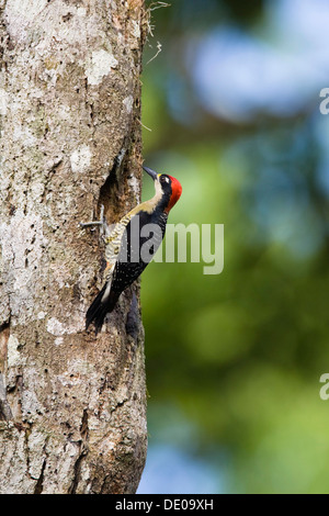 Nero-cheeked picchio rosso maggiore (Melanerpes pucherani), maschio, Braulio Carrillo National Park, Costa Rica, America Centrale Foto Stock