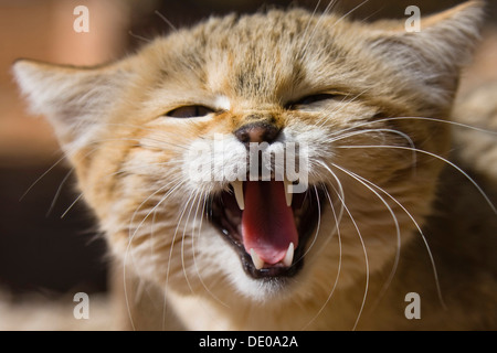 African gatto selvatico (Felis silvestris lybica), ululano, Libia, Africa Settentrionale, Africa Foto Stock