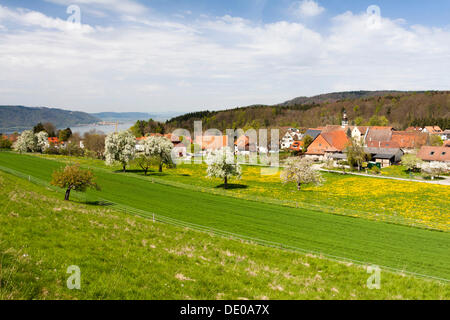 Hoedingen sul Lago di Costanza con alberi da frutto in piena fioritura, il lago di Costanza distretto, Baden-Wuerttemberg, PublicGround Foto Stock