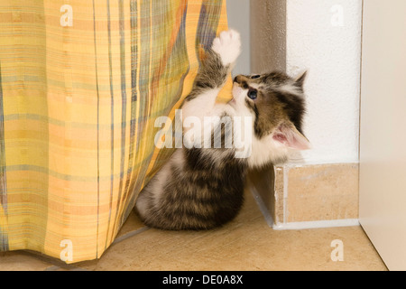 Gattino gioca con una tenda in salotto Foto Stock