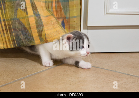 Gattino gioca con una tenda in salotto Foto Stock