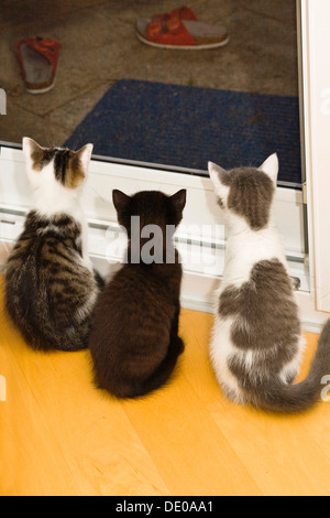 Tre gattini guardando fuori della finestra Foto Stock