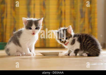 I gattini di bere il latte da un piattino Foto Stock