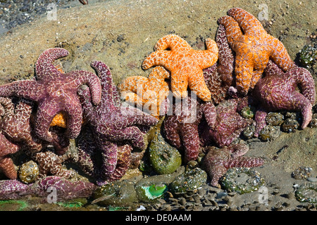 Pool di marea con ocra stelle di mare (Piaster ochraceus) e verde gigante attinie (Anthopleura xanthogrammica), Pacific Coast Foto Stock