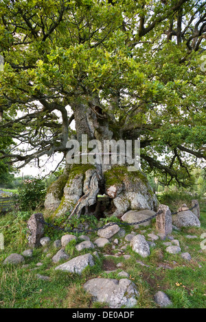 Vecchio Kvilleken quercia (Quercus spec.), Norra Kvill National Park, Smaland, Svezia meridionale, Scandinavia, Europa Foto Stock