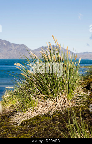 Tussock-erba, Grytviken, Cumberland East Bay, Georgia del Sud e isole Sandwich australi British Overseas Territorio Foto Stock