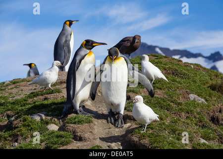 Re pinguini (Aptenodytes patagonicus) e fronte-pallido (Sheathbills Chionis alba), Skua, St Andrews Bay, Georgia del Sud Foto Stock