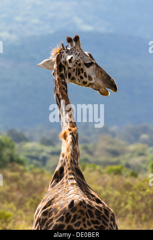 Masai giraffe (Giraffa camelopardalis) Foto Stock