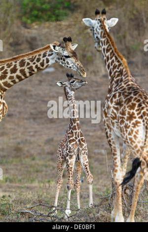 Masai giraffe (Giraffa camelopardalis) con i giovani Foto Stock