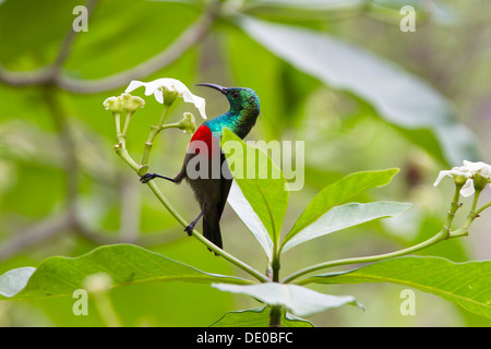 Oliva-panciuto Sunbird (Cinnyris chloropygia) Foto Stock