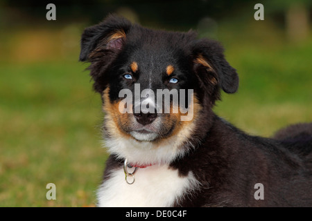 Pastore australiano cane nero, tricolore, cucciolo con gli occhi blu Foto Stock
