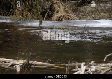 Eurasian castoro (Castor fiber) coppia coniugata in acqua in inverno Foto Stock