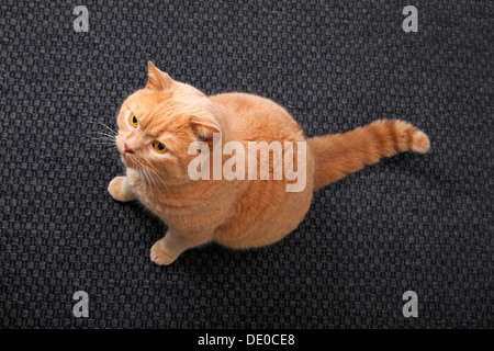 Lo zenzero British Shorthair, tomcat Foto Stock