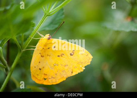 Zolfo senza nuvole butterfly (Phoebis sennae) arroccato sullo stelo Foto Stock