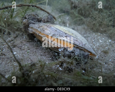 Swan cozza (Anodonta cygnea), il lago Carwitzer vedere vicino Thomsdorff, Brandenburg Foto Stock