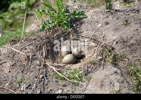 Nido di Gabbiano comune (Larus canus) con 3 uova, South Holland, Paesi Bassi Foto Stock