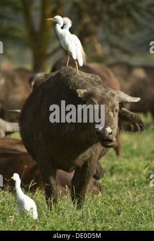 Bufali [Syncerus caffer] con Guardabuoi [Bubulcus ibis], Lake Nakuru, Kenya. Foto Stock