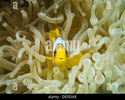 Mar Rosso Clownfish o Twoband Anemonefish (Amphiprion bicinctus), Mangrove bay, Mar Rosso, Egitto, Africa Foto Stock