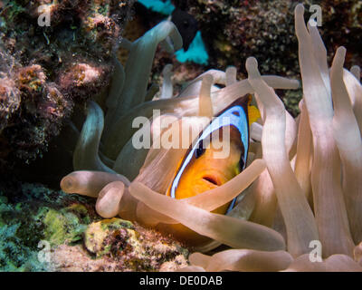 Mar Rosso Clownfish o Twoband Anemonefish (Amphiprion bicinctus), Mangrove bay, Mar Rosso, Egitto, Africa Foto Stock